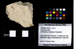 Foto (Objekt + Etikett) von Decapoda indet.  (NHMW-GEO-1990-0041-0433)